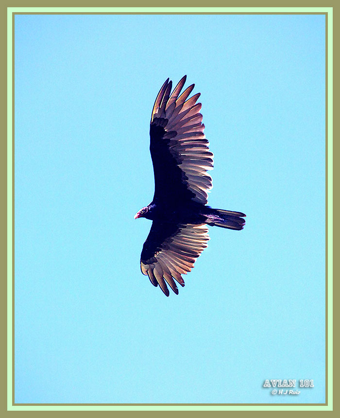 Turkey Vulture - Catharses aura