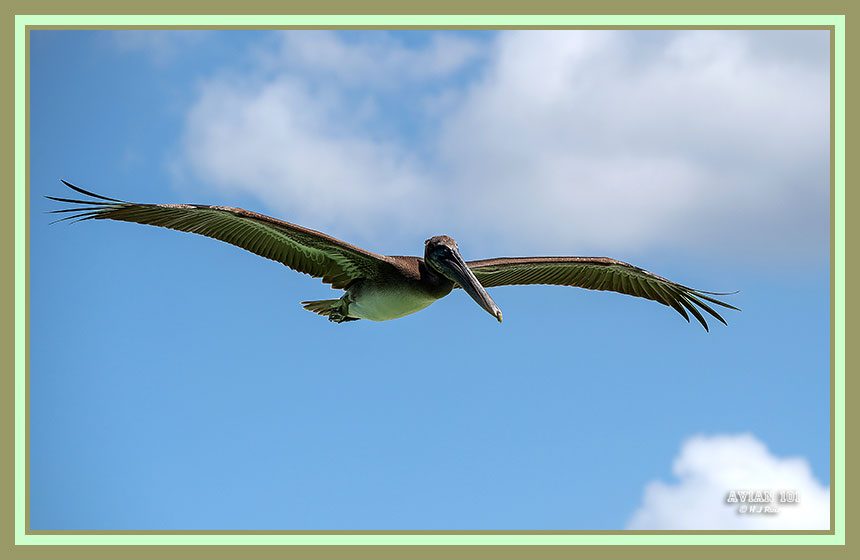Brown Pelican - Pelecanus occidentalis