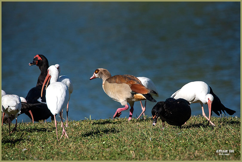 Egyptian goose (Alopochen aegyptiaca)