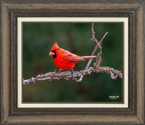 Northern Cardinal  (Male)