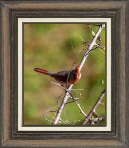 Northern Cardinal  (Female)