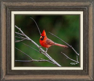 Northern Cardinal (Male)