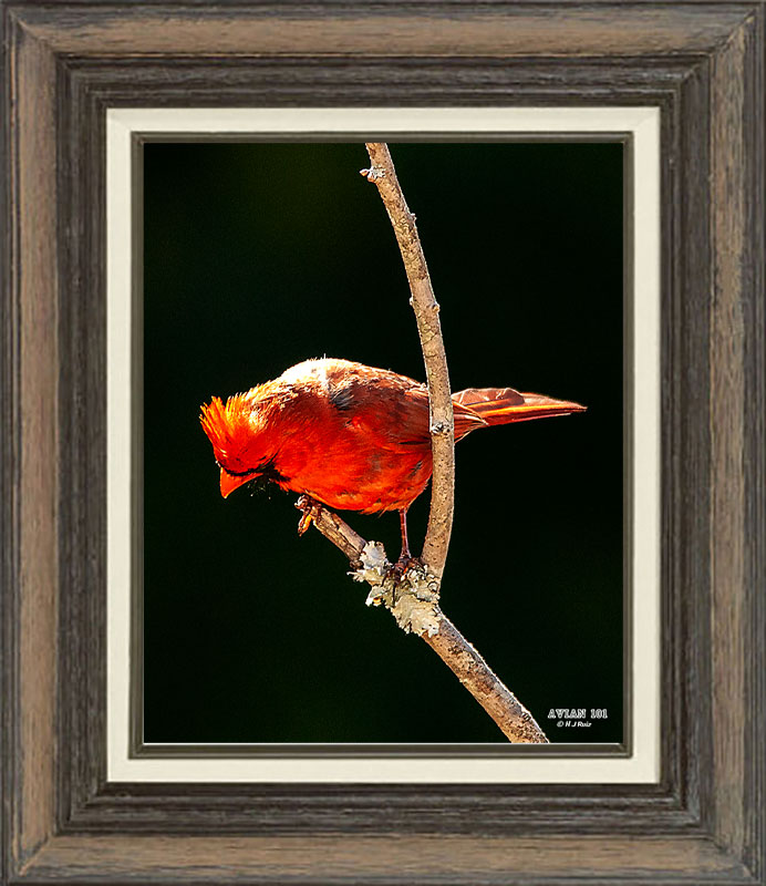 Northern Cardinal (Male)