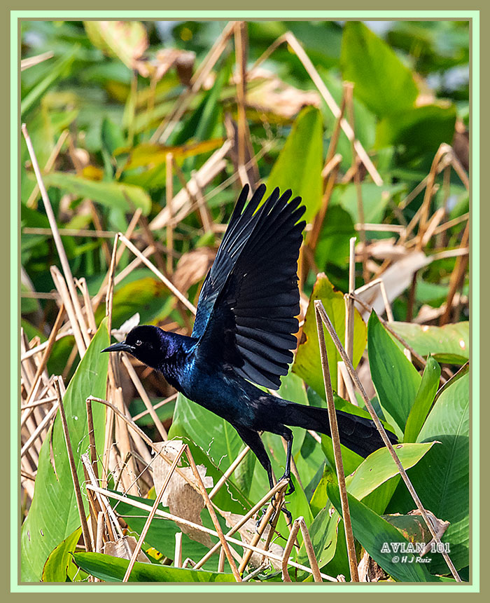 Boat-Tailed Grackle - Quicalus major