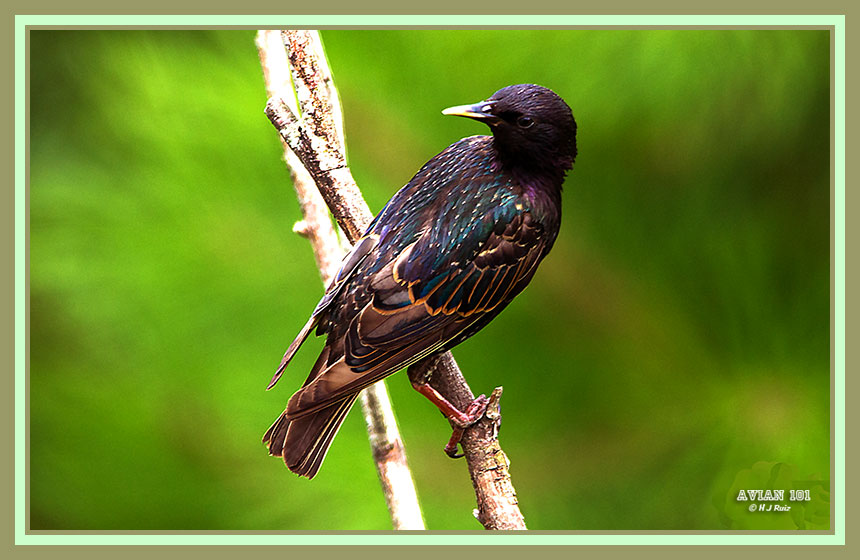 European Starling - Sturnus vulgaris
