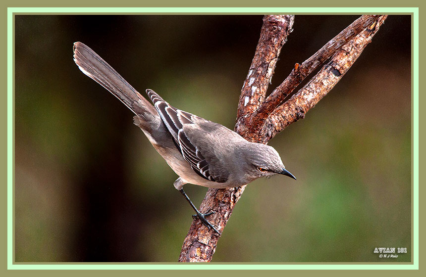 Northern Mockingbird - Mimus polyglottos