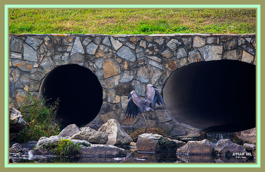 Great Blue Heron - Ardeas herodias