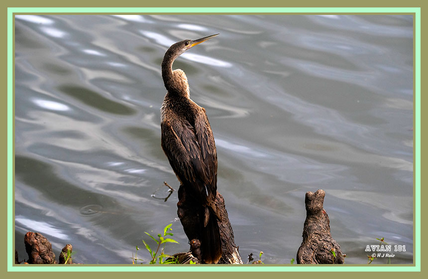 Anhinga - Anhinga anhinga