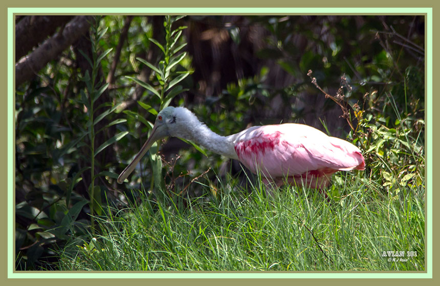 Roseate Spoonbill - Ajaja ajaja