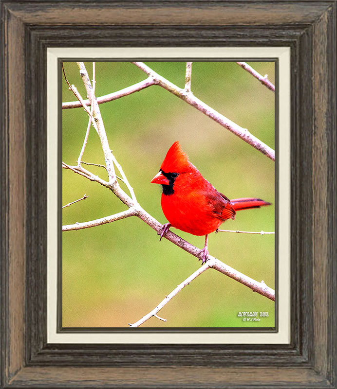 Northern Cardinal  (Male)