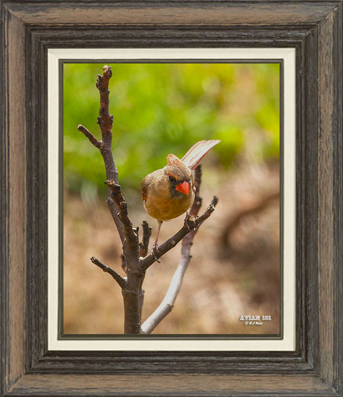 Northern Cardinal  (Female)