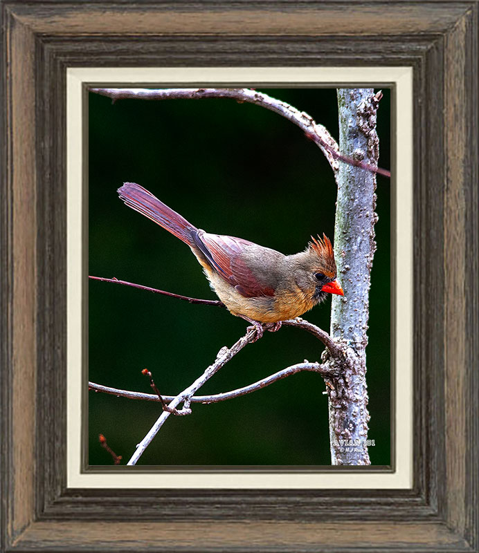 Northern Cardinal  (Female)