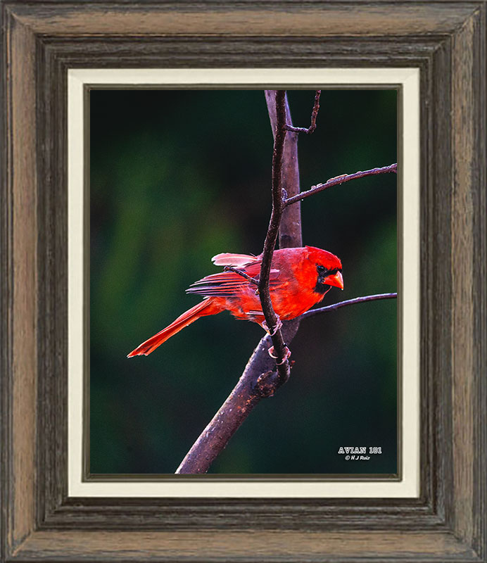 Northern Cardinal  (Male)