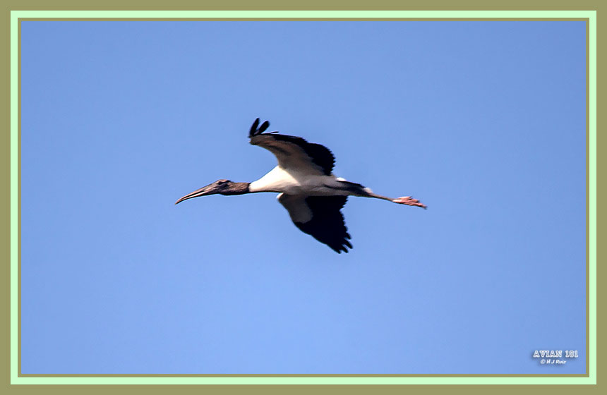 Wood Stork - Mycteria americana