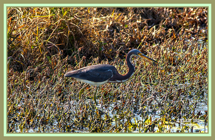 Tricolored Heron - Egretta tricolor