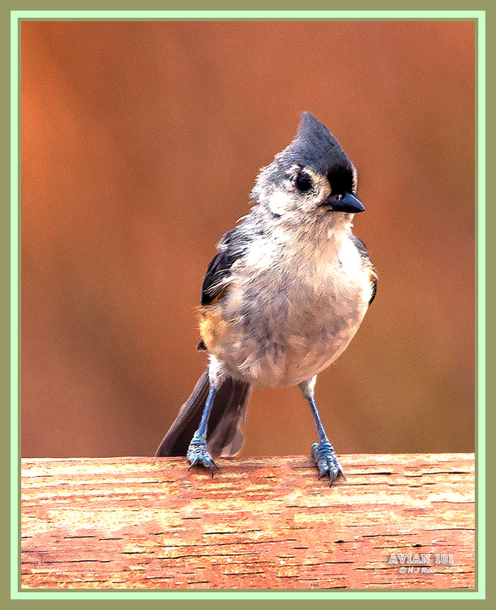Tufted Titmouse - Baelophus bicolor