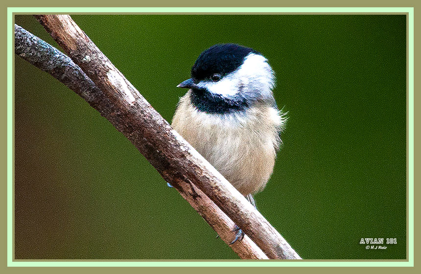 Carolina Chickadee - Poecile carolinensis