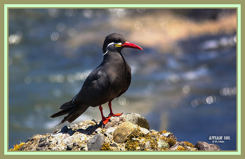Inca Tern - Larostern inca