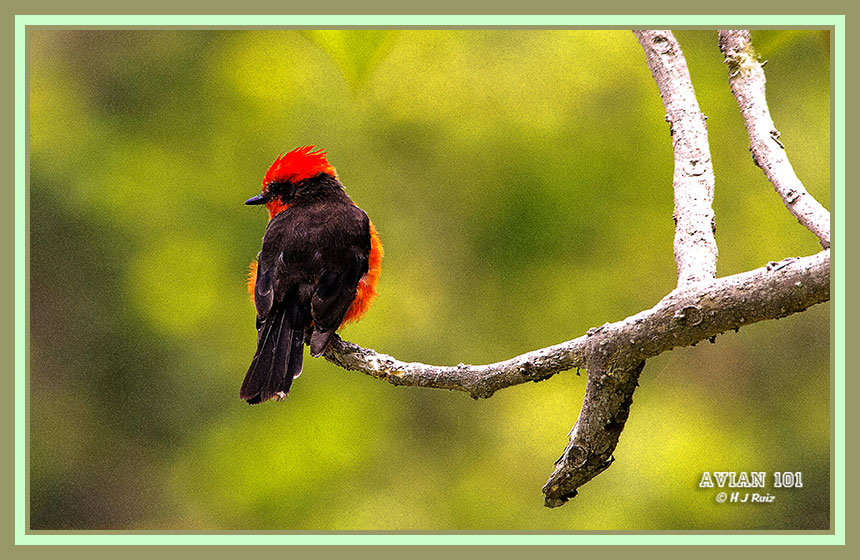 Vermillion Flycatcher - Pyrocephalus rubinos