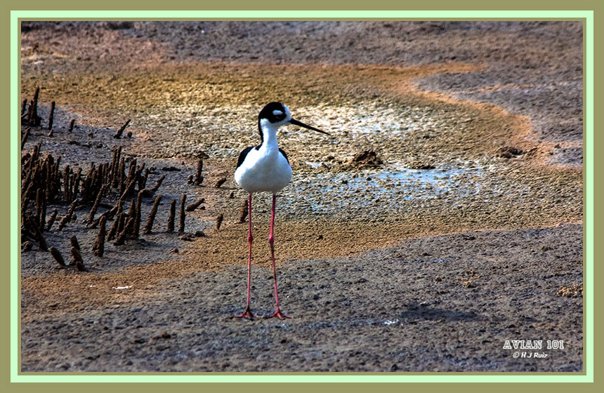 Black-necked Stilt - Himantopus mexicanus
