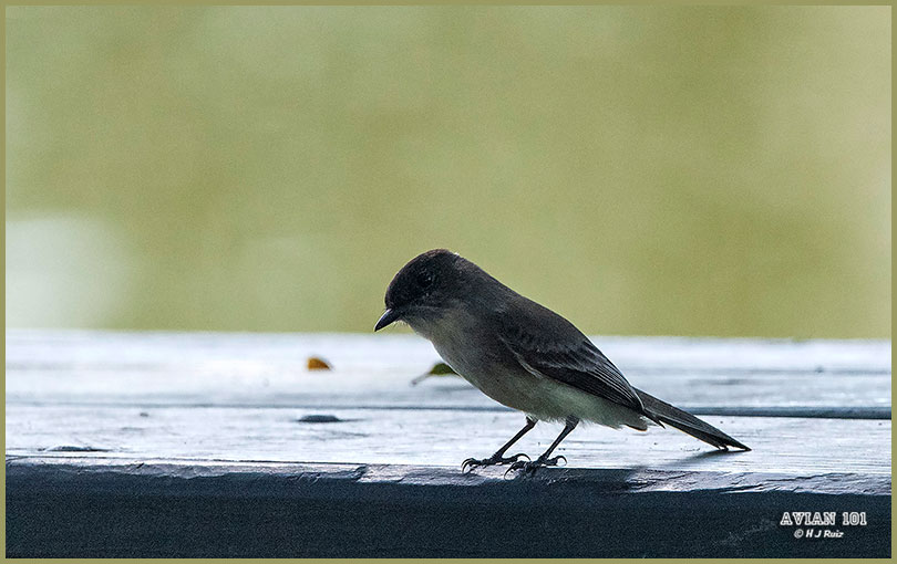 Eastern Phoebe - Sayornis phoebe