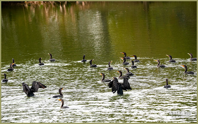 Double-crested Cormorant - Phalacrocorax auritus