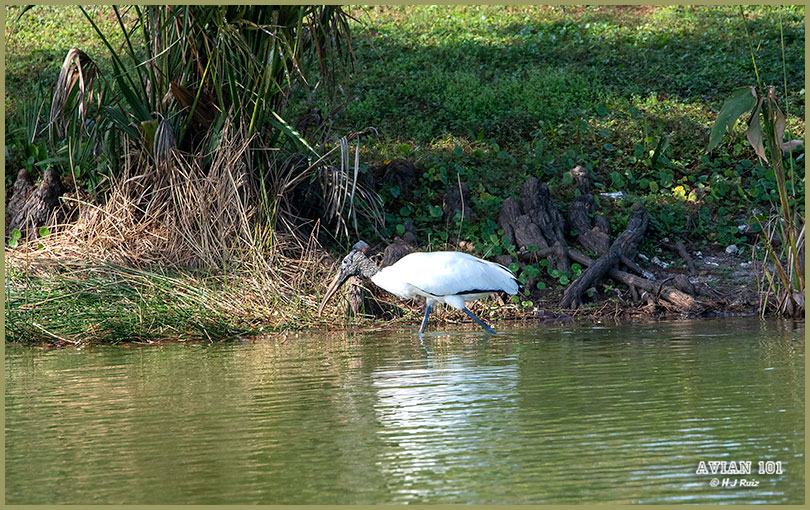 Wood Stork-Mycteria americana 