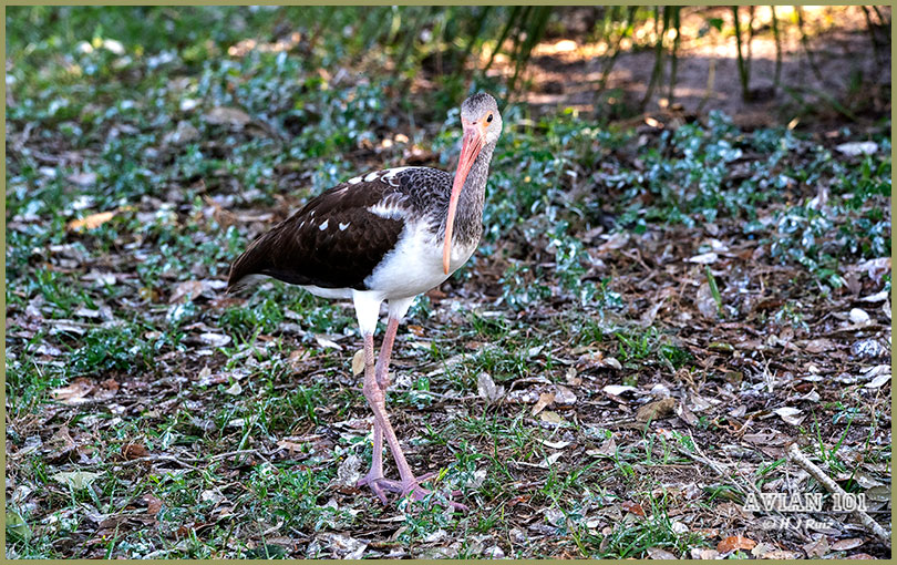 American White Ibis(Juvenile)- Eudecimus albus