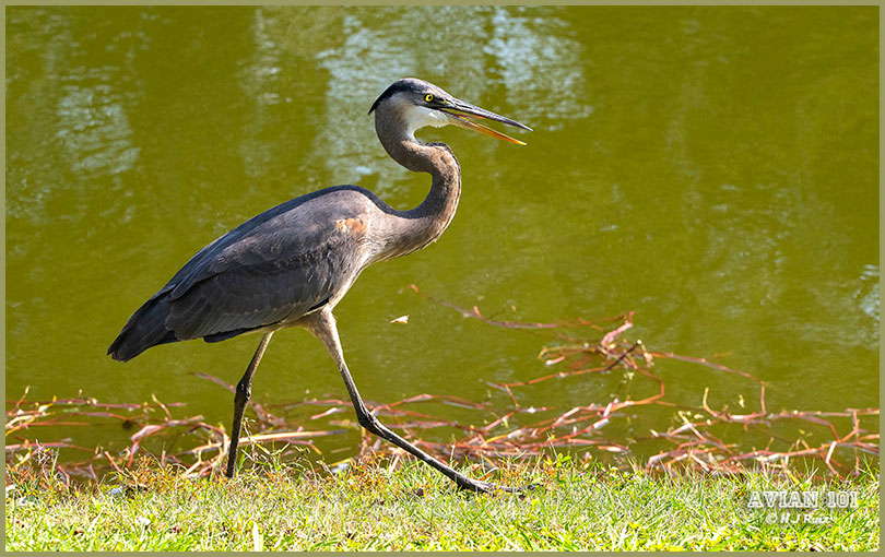 Great Blue Heron-Ardeas herodias