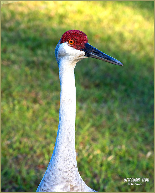 Sandhill Crane - Antigone canadensis