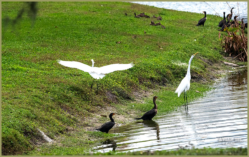 Double-crested Cormorants & Great Egrets - Phalacrocorax auritus & Ardea alba