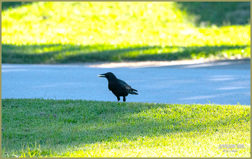 American Crow - Corvus Brachyrhyncos