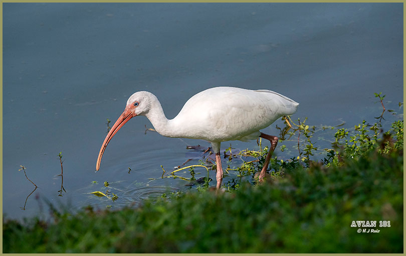 American White Ibis - Eudecimus albus