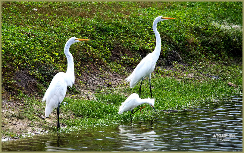 Great Egrets & Cattle Egret - Ardea alba & Bubulcus ibis