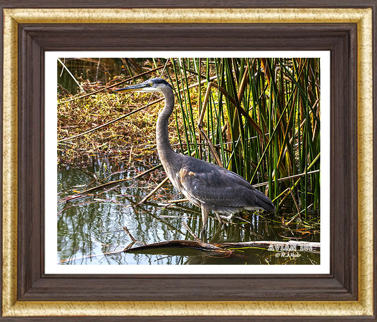 Great Blue Heron - Ardea herodias