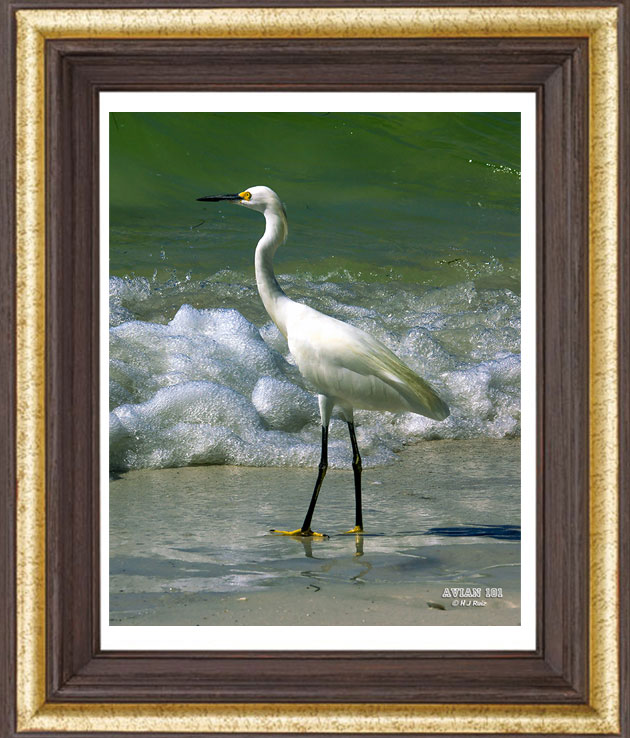 Snowy Egret (Egretta thula)