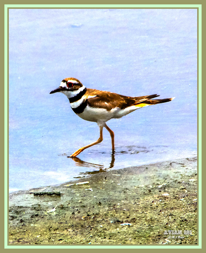 Killdeer - Charadrius vociferus