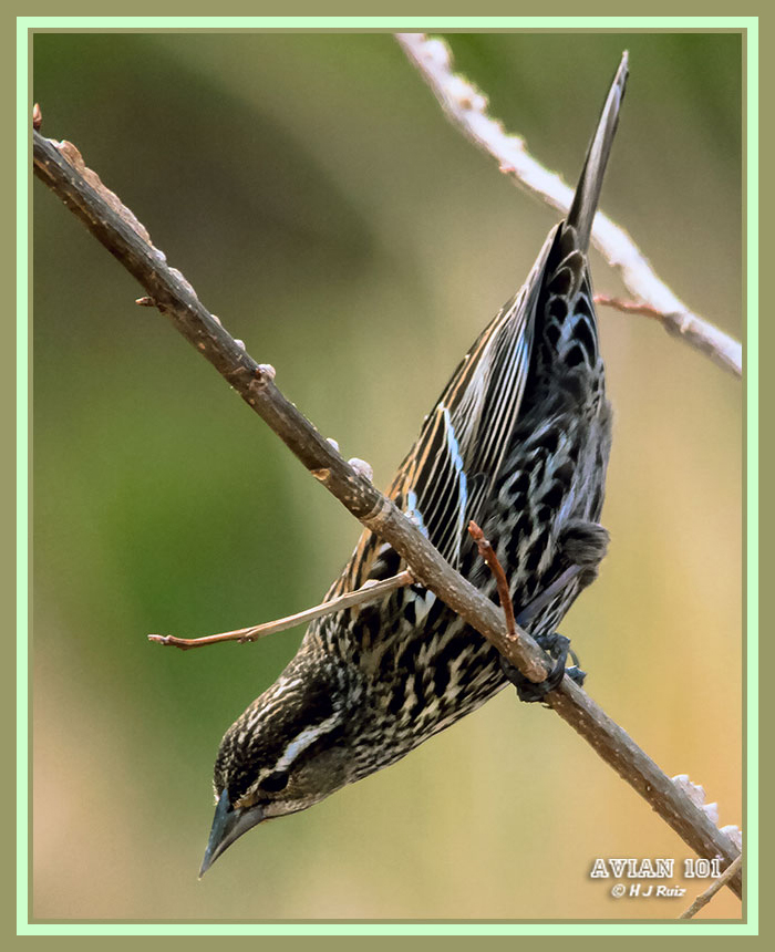 Red-winged Blackbird (Fem,) - Agelaius phoenicius