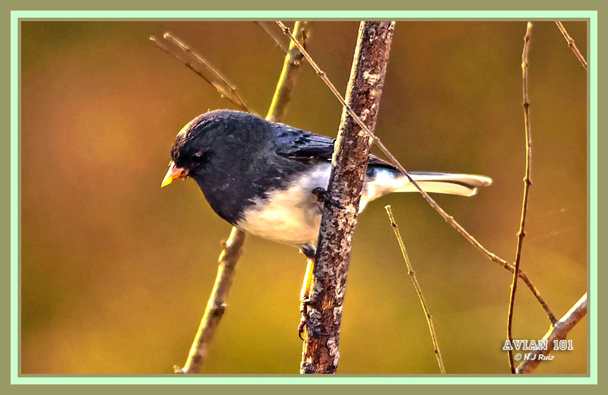 Dark-eyed Junco - Junco hyemalis