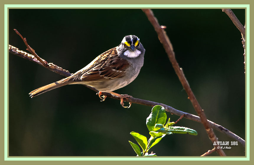 White-throated Sparrow - Zonotrichia arbicolis