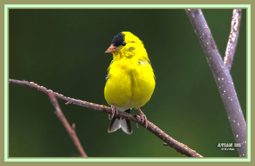 American Goldfinch - Carduelis tristis