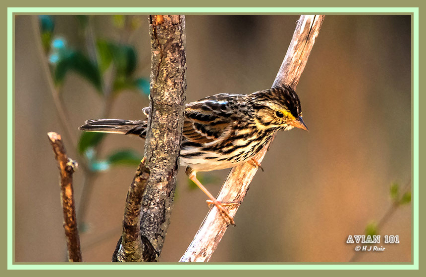 Savannah Sparrow -Passerculus sandwichensis