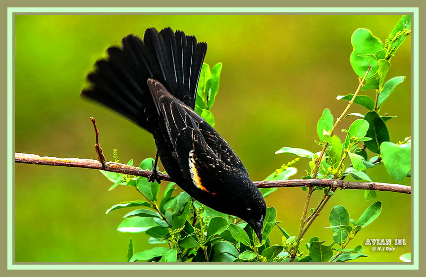 Red - winged Blackbird (Male) - Agelius phoeniceus