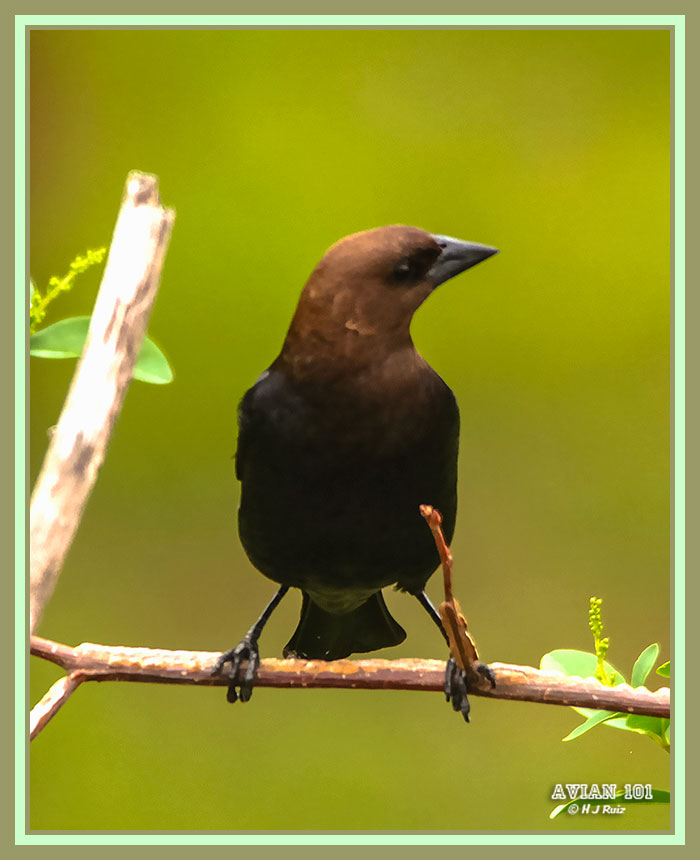 Brown-headed Cowbird - Molothrus ater