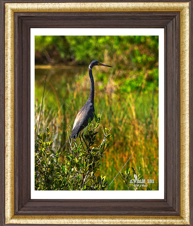 Tricolored Heron - Egretta tricolor