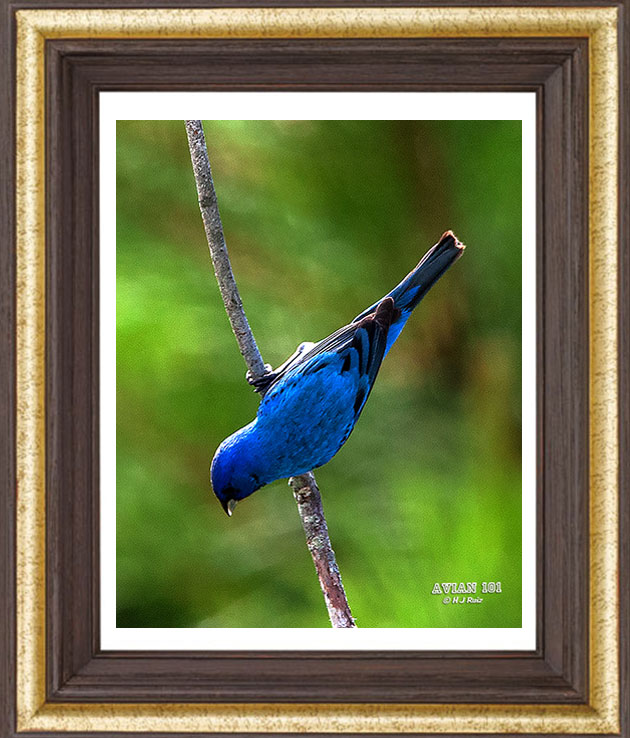 Indigo Bunting - Passerina cyanea