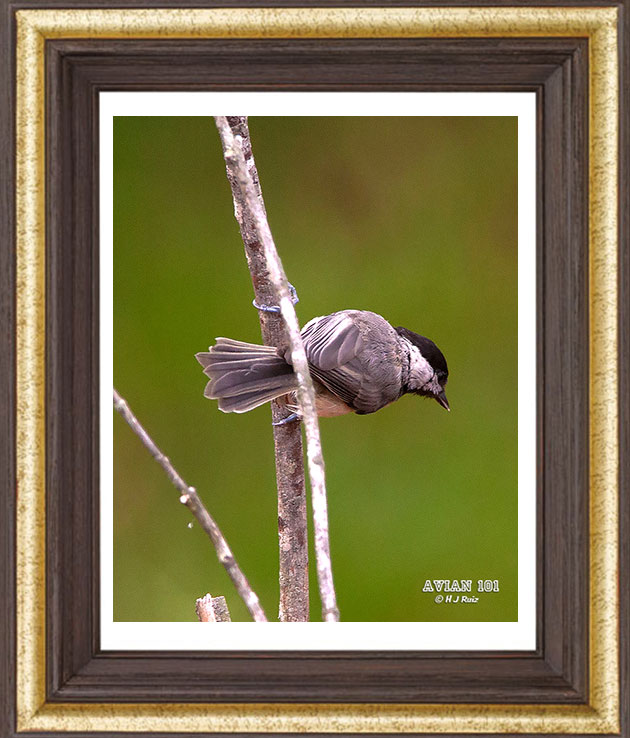 Carolina Chickadee - Poecile carolinensis