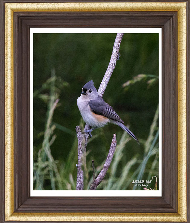 Tufted Titmouse - Baelophus bicolor