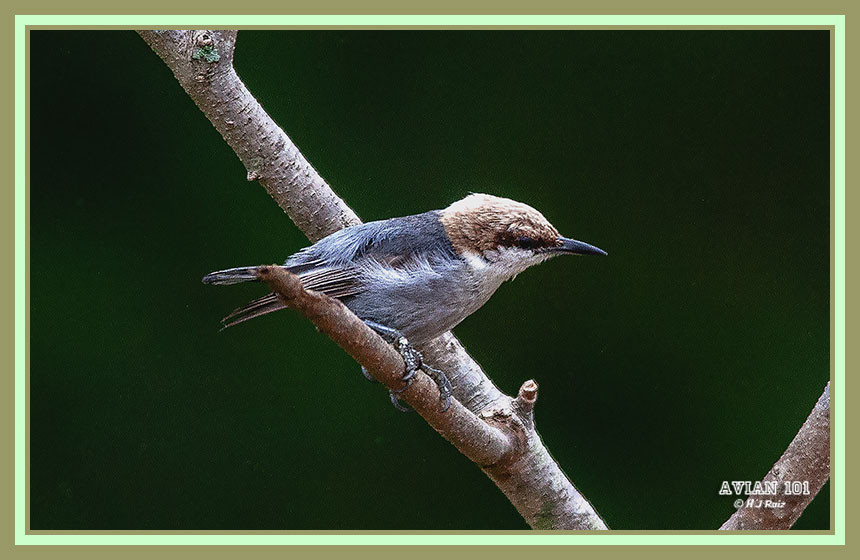 Brown - headed Nuthatch - Sitta Pusilla
