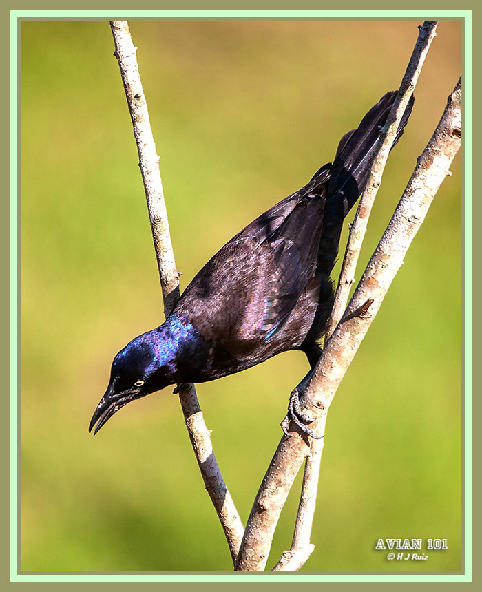 Common Grackle - Quiscalus quiscula